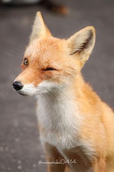 a close up of a small fox on the ground