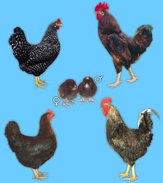 four different types of chickens on a blue background