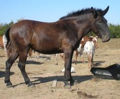 a brown horse standing on top of a dry grass field next to other horses in the background