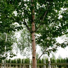 a tall tree sitting next to a lush green forest