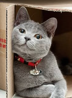 a grey cat sitting in a cardboard box with a red collar and bell around it's neck