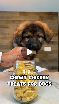 a dog is eating out of a jar with food in it and the caption chewy chicken treats for dogs