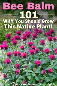 bee balm 1011 why you should grow this native plant in your yard or garden