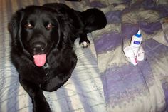 a black dog laying on top of a bed next to a toothbrush and bottle