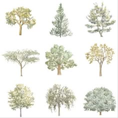 different types of trees on a white background