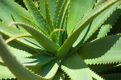 an aloei plant with green leaves in the sun