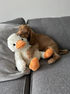 a brown dog laying on top of a gray couch holding a stuffed duck in it's mouth