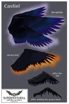 the different types of wings are shown in this graphic art work, which includes an image of