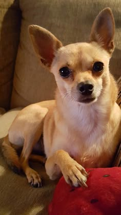 a small dog sitting on top of a couch next to a red pillow and stuffed animal