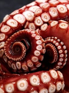 an octopus is curled up and ready to be eaten