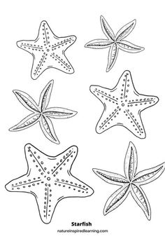 four starfishs are shown in black and white, one is drawn by hand