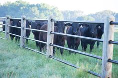 a herd of cattle standing next to a wooden fence