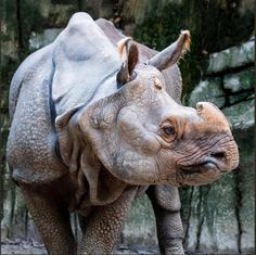 a rhinoceros standing in front of a rock wall