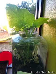 a glass jar filled with plants sitting on top of a window sill next to a green plant