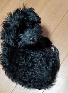 a small black dog laying on top of a wooden floor