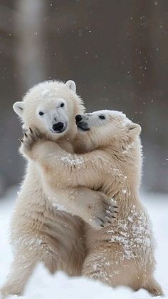 two polar bears hugging in the snow with their paws on each other's shoulders