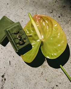 a green leaf laying on top of a cement floor next to an open ring box