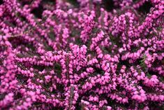 purple flowers are blooming in the garden, and it's hard to tell what color they are