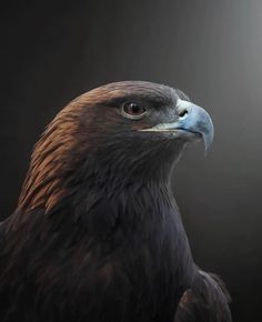 a close up of a bird of prey on a dark background with light coming from behind it