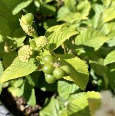 some green berries are growing on the plant