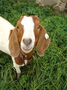 a brown and white goat standing on top of green grass