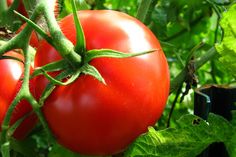 two tomatoes are growing on the vine