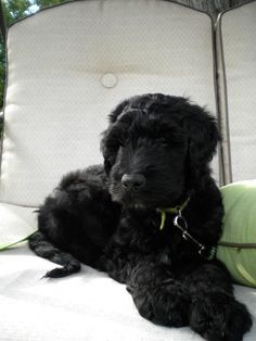 a small black dog laying on top of a white couch next to a green pillow