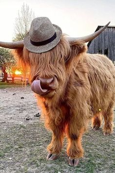 an animal with long horns and a hat on it's head