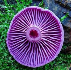 an overhead view of a purple mushroom in the grass with moss growing on it's sides