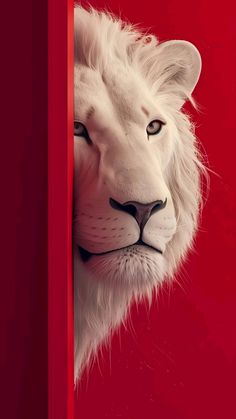 a white lion peeking out from behind a red wall