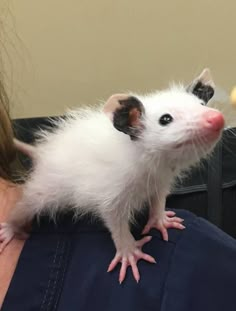 a small white rat sitting on top of a woman's shoulder