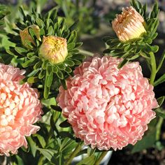 some pink flowers are blooming in the garden