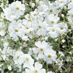 some white flowers are growing in the grass