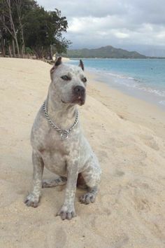 Blue Merle Pitbull, Merle Bully, Merle Pitbull, Beautiful Pitbulls, Chien Cane Corso, Bully Puppy, Kailua Beach, Pitbull Puppy