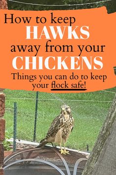 A hawk attack can be devastating to your chickens. Hawks can swoop in and snatch a chicken in a matter of seconds. Learn multiple ways to prevent a hawk from attacking your chickens and the best way to keep your flock safe from hawks. Hawk Proof Chicken Yard, Hawk Deterrent Backyard Chickens, Breeding Chickens, Barnyard Chickens, Chicken Raising, Chicken Supplies, Mobile Chicken Coop, Chicken Feeders