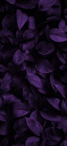 purple leaves are shown in this dark photo