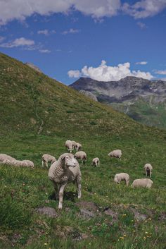 a herd of sheep standing on top of a lush green hillside