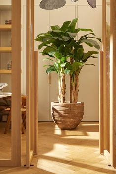 a potted plant sitting on top of a wooden table next to a wall mounted fan