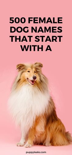 a collie dog sitting in front of a pink background with the words 500 female dog names that start with a