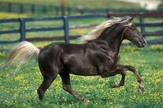 a brown horse running through a field with yellow flowers in the foreground and a blue fence behind it