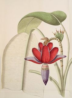 an illustration of a flower with leaves in the background