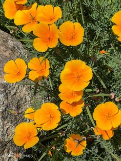 some yellow flowers are growing in the grass