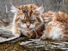 an orange and white cat laying on top of a fallen tree trunk in the woods