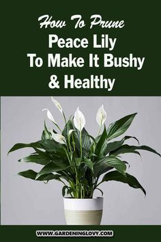 a potted plant with white flowers in it and the words how to prune peace lily to make it bushy & healthy