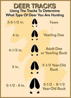 a poster with instructions for deer tracks