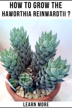 a potted plant with the words how to grow the haworthia reinwaddtii?