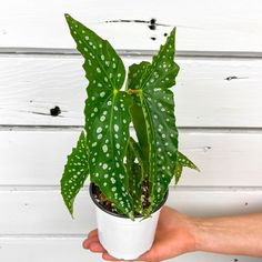 a person holding a potted plant with white spots on it's leaves and green foliage