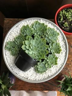 a potted plant sitting on top of a wooden table next to two small plants