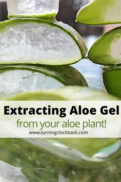 an aloe plant with text overlay that reads, extrating aloe gel from your aloe plant