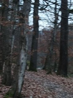 there is a bench in the woods with leaves on the ground